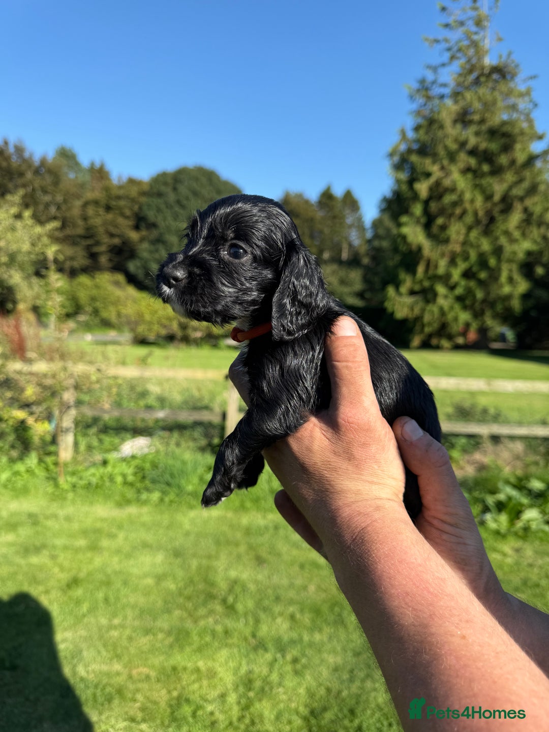 Cocker Spaniel dogs for sale: Working cocker spaniel - Image 24