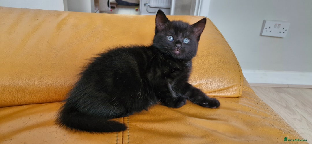 Mixed Breed cats for sale: Adorable kittens  - Image 23