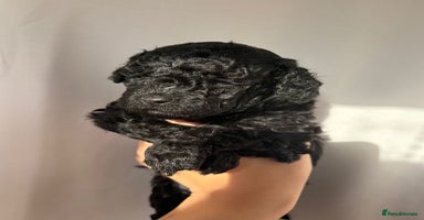 Cavapoo dogs BEAUTIFUL RARE BLACK/BLACK AND TAN CAVAPOOS - Advert 14