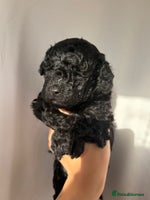 Cavapoo dogs BEAUTIFUL RARE BLACK/BLACK AND TAN CAVAPOOS - Advert 2