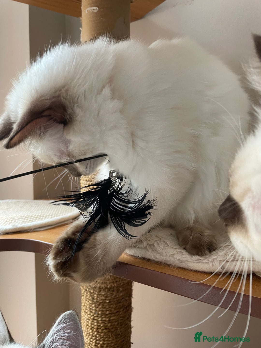 Ragdoll cats for sale: Ragdoll kittens from Moonliteyecats  - Image 17