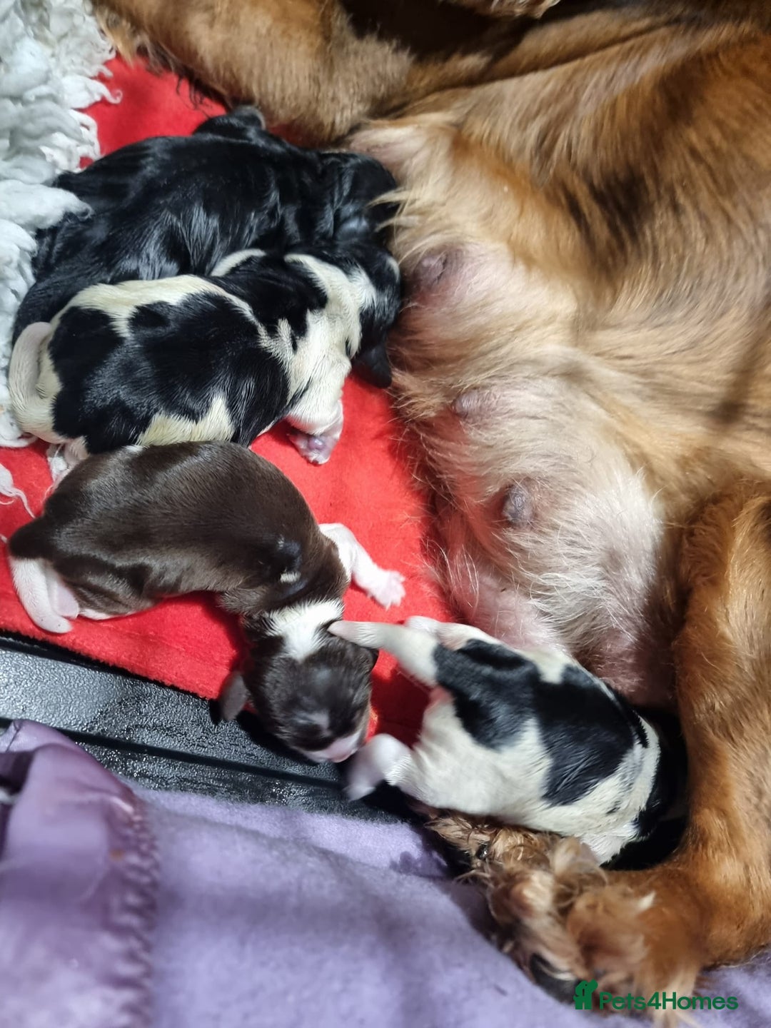 Cocker Spaniel dogs for sale: 2 stunning Cocker Spaniel bitch puppies available - Advert 9