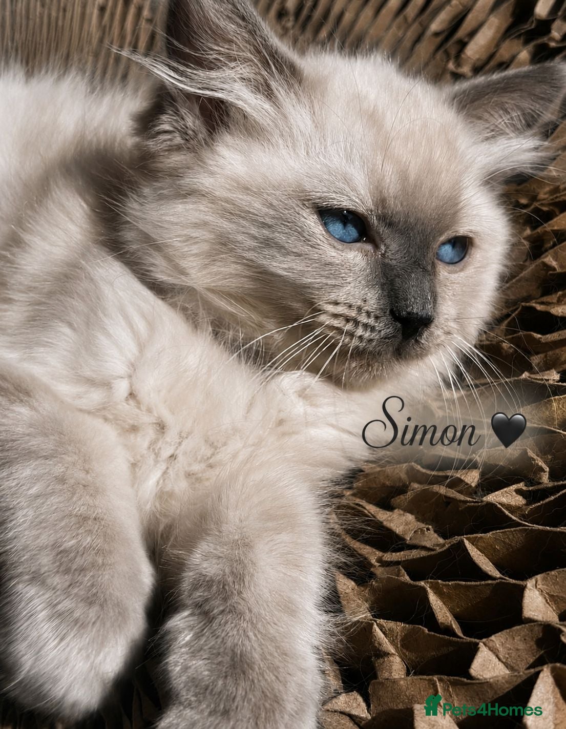 Ragdoll cats ✨️ Stunning TICA-Registered Ragdoll Kittens ✨️ - Advert 2