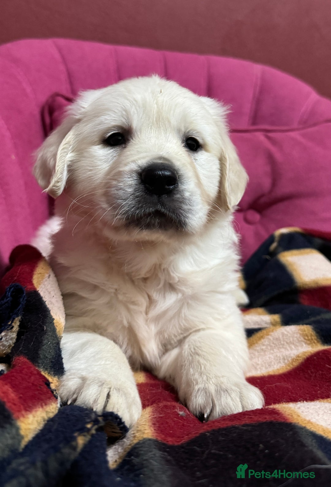 Golden Retriever dogs for sale: Extensively Health Tested & Kids Best friends - Advert 1