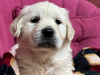 Golden Retriever dogs Extensively Health Tested & Kids Best friends - Advert 13