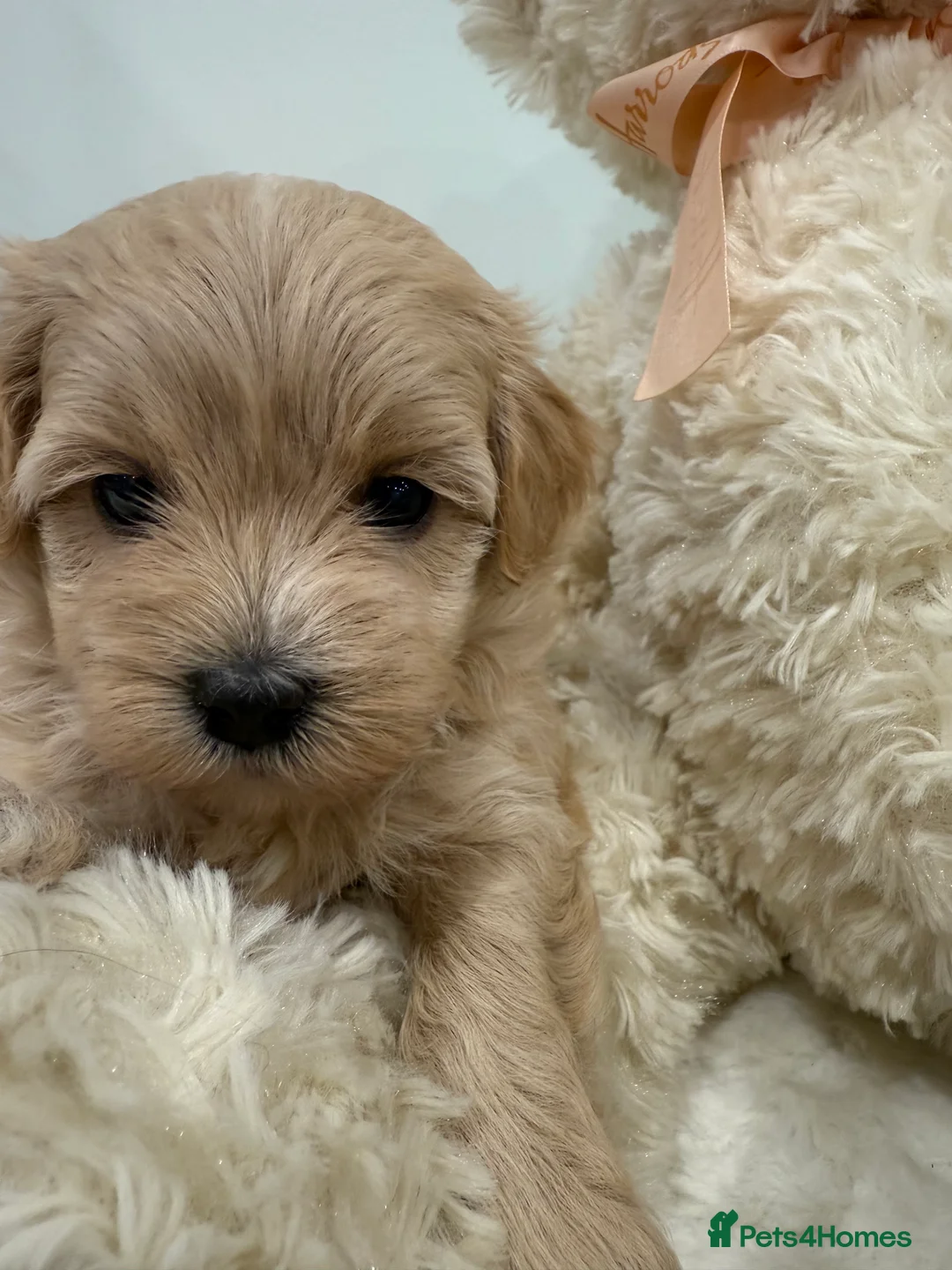 Maltipoo dogs for sale: We are expecting tiny paws. New waitlist open.  - Advert 4