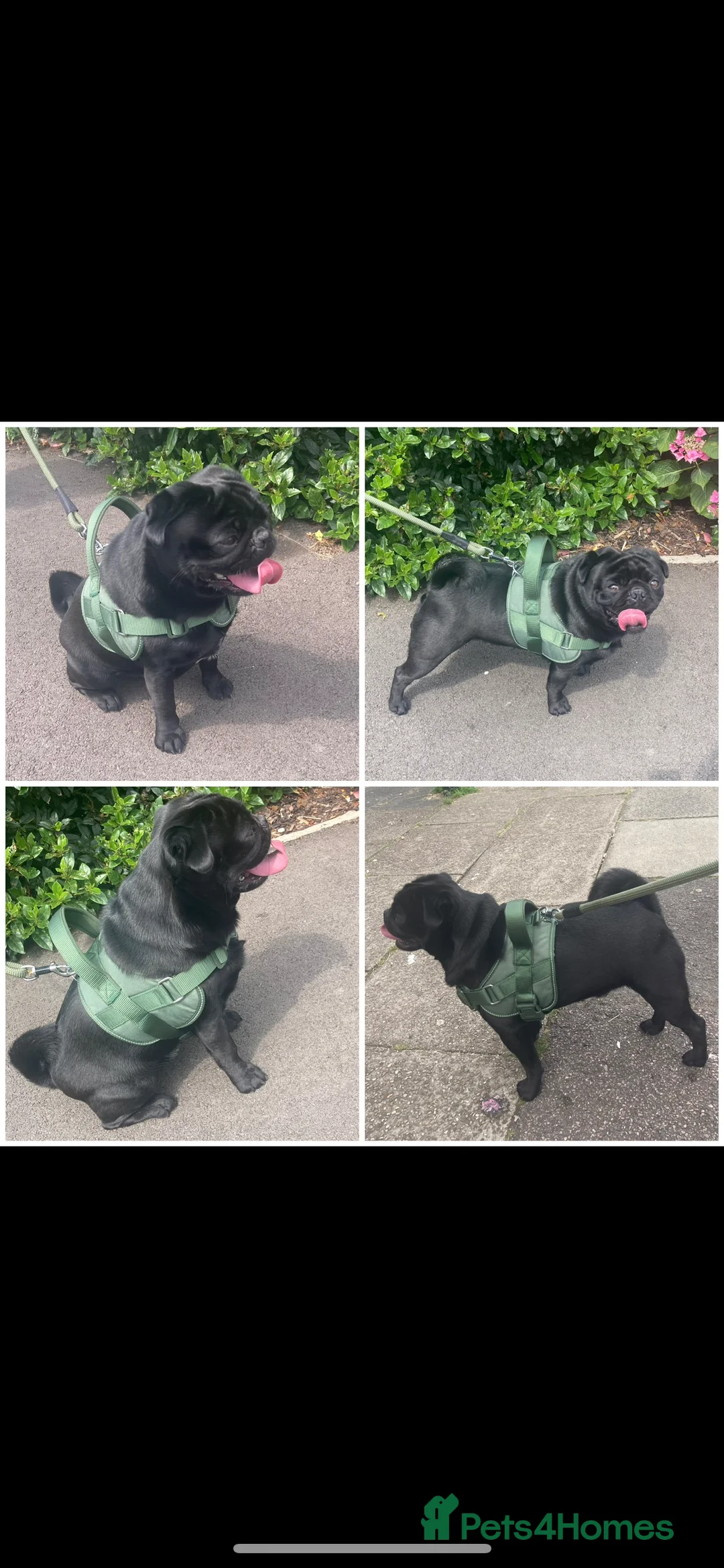 Pug dogs for stud: KC STUD  - Advert 5