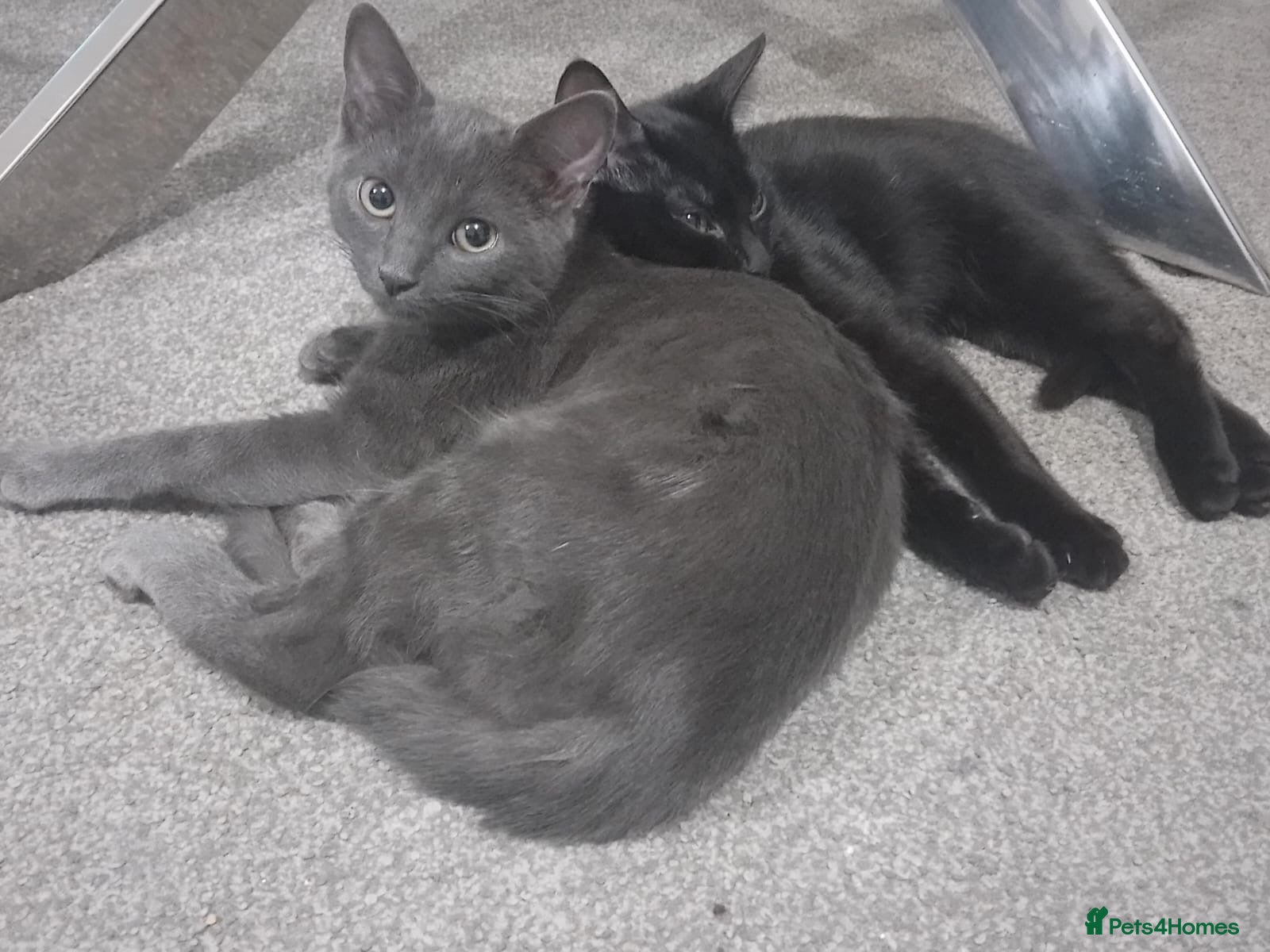 Mixed Breed cats Two lovely kittens looking for their forever home  - Advert 2