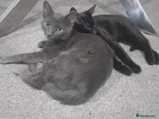 Mixed Breed cats Two lovely kittens looking for their forever home - Advert 2