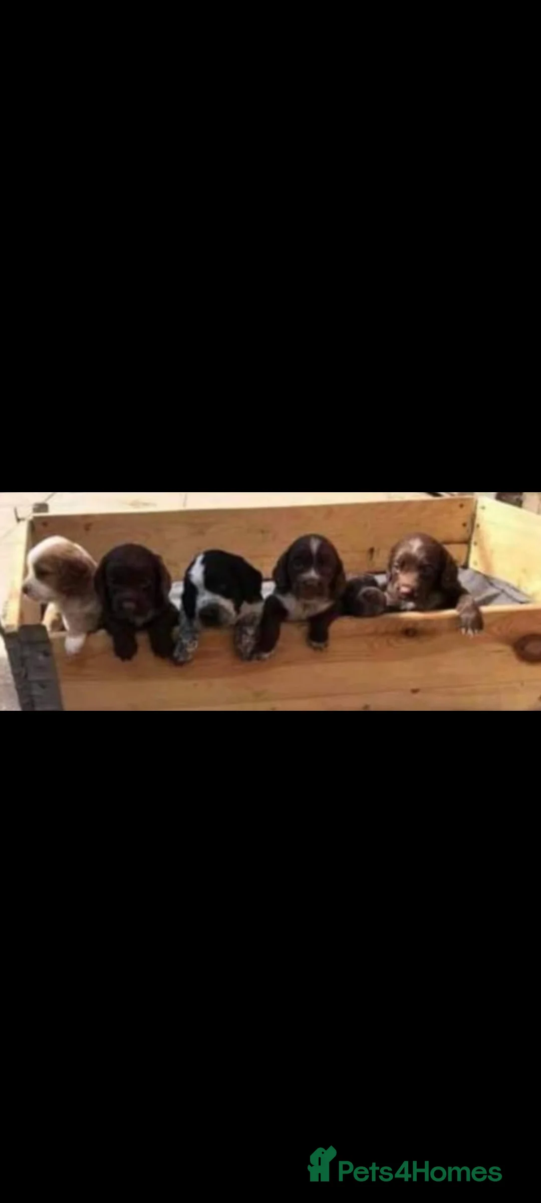Cocker Spaniel dogs for stud: KC  health tested working cocker spaniel at stud in Malton - Advert 9