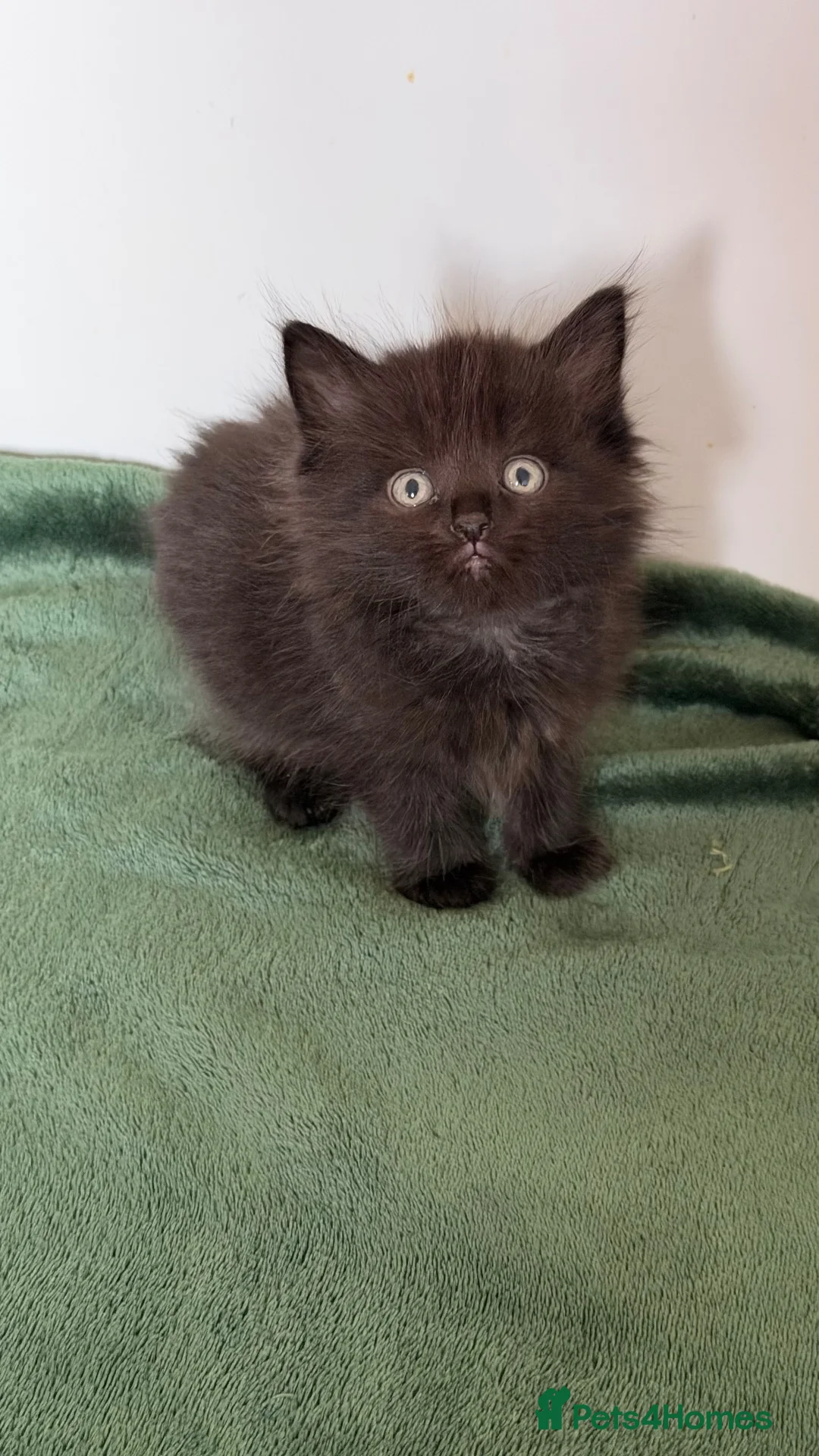 Mixed Breed cats for sale: Fluffy Half Ragdoll/Half Tuxedo Kittens🐾 - Advert 2