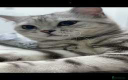 British Shorthair cats for sale: British short hair female xl - Image 12
