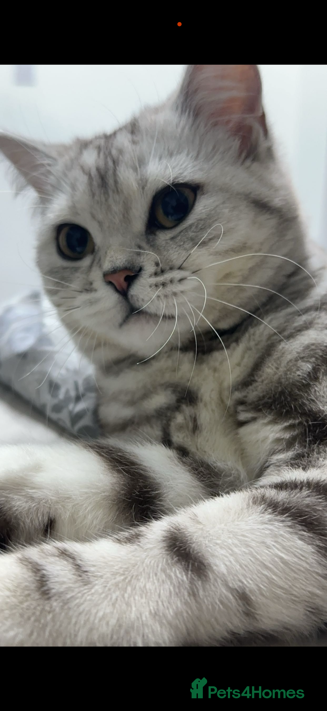 British Shorthair cats for sale: British short hair female xl - Image 12