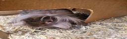 Lionhead rabbits for sale: Little man looking for a loving home  - Advert 3