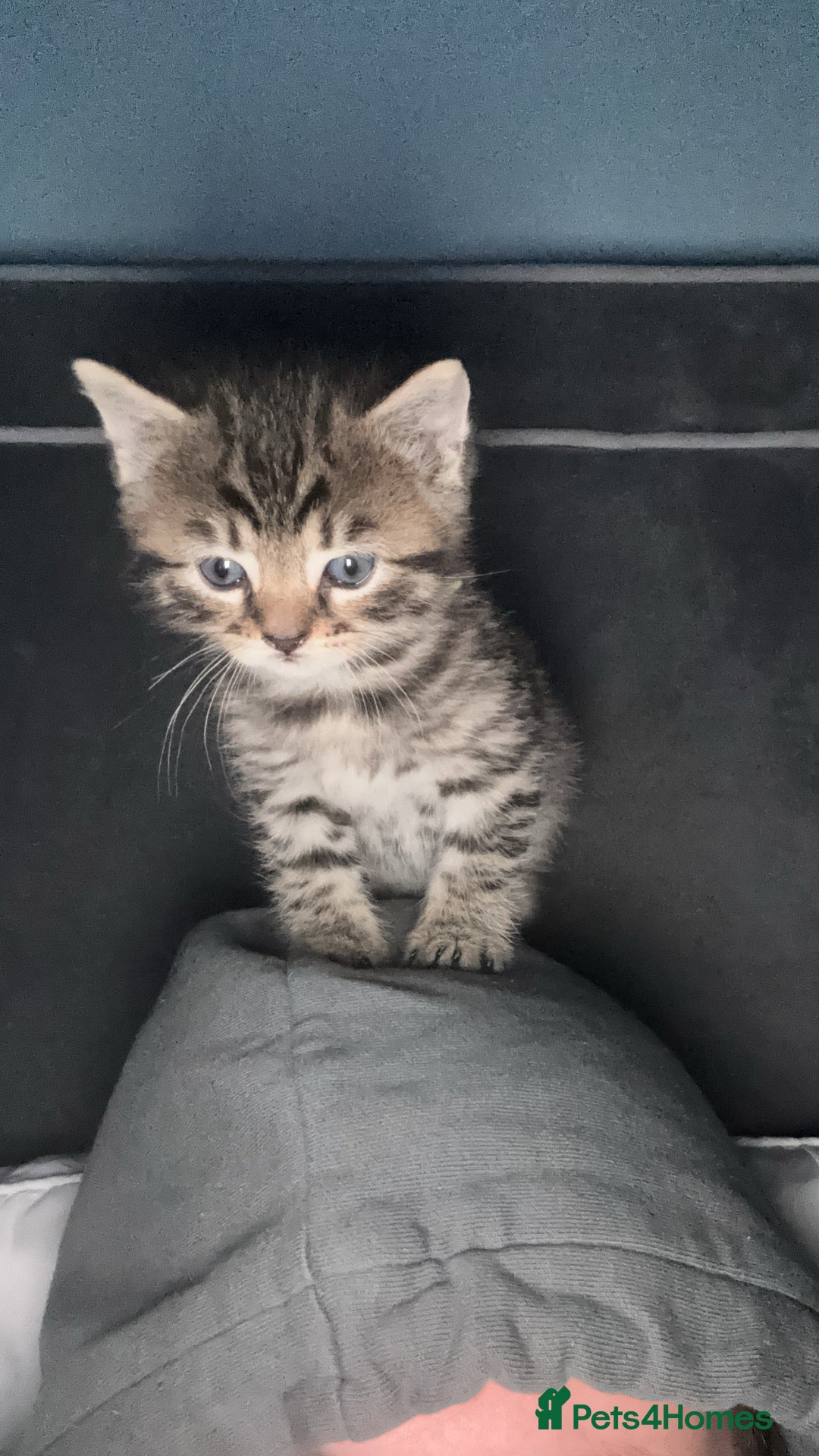 Mixed Breed cats for sale: Half bengals  - Image 17