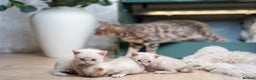 Bengal cats for sale: FRANCO- Snow Bengal Boy- Excellent traits-TICA reg - Advert 32