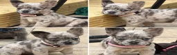 French Bulldog dogs for sale: RUBY🫶🏽 DWKC reg  - Advert 10