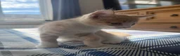 British Shorthair cats for sale: 5 Mixed british shorthair kitten litter  - Advert 19