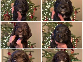 Sprocker dogs 6 Beautiful Sprocker Spaniels with KC reg parents - Advert 5