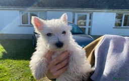 West Highland Terrier dogs for sale: Beautiful West Highland Boy ** READY NOW** - Image 6