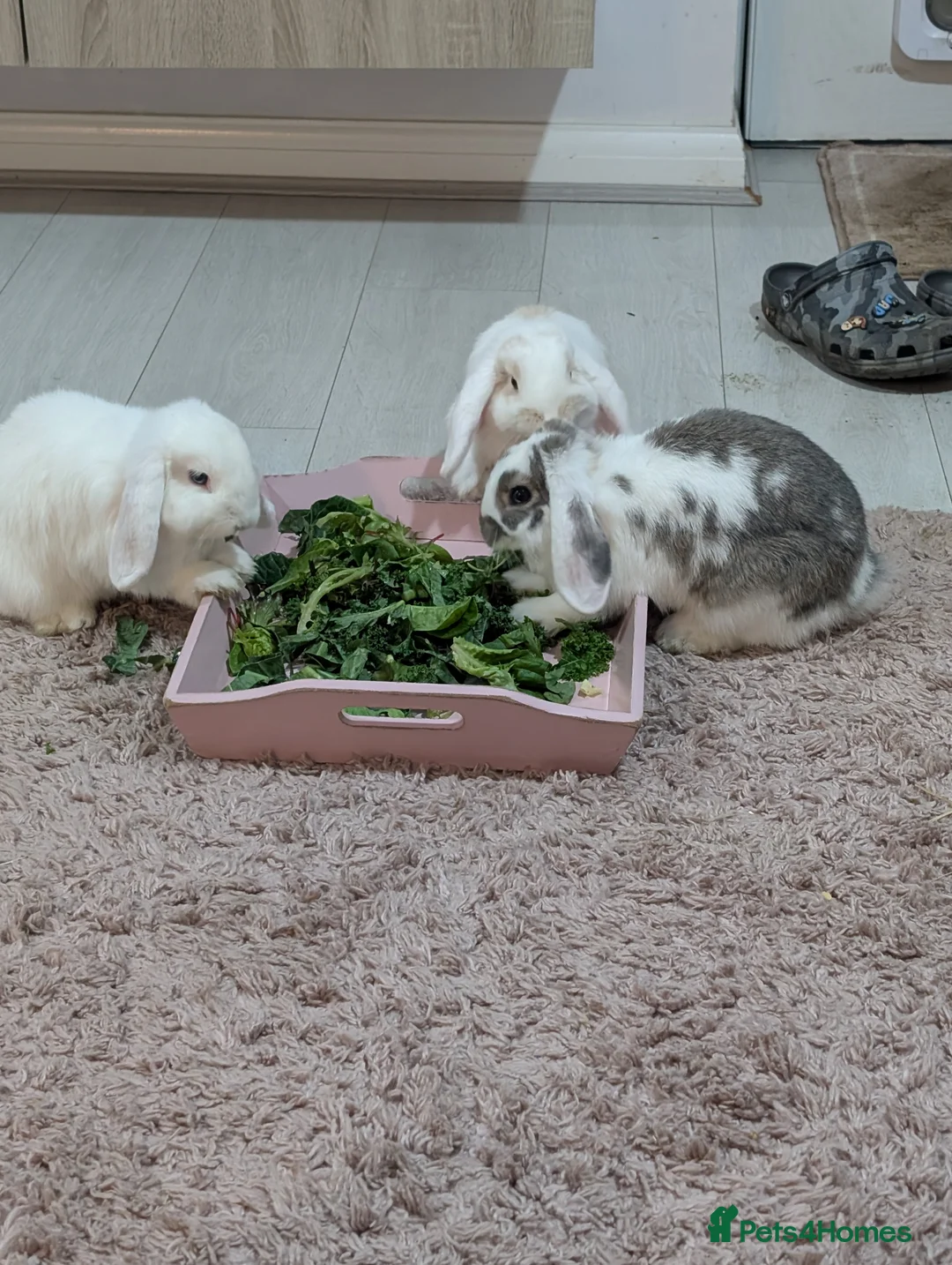 Mini Lop rabbits for sale: Mini lop family  - Advert 3