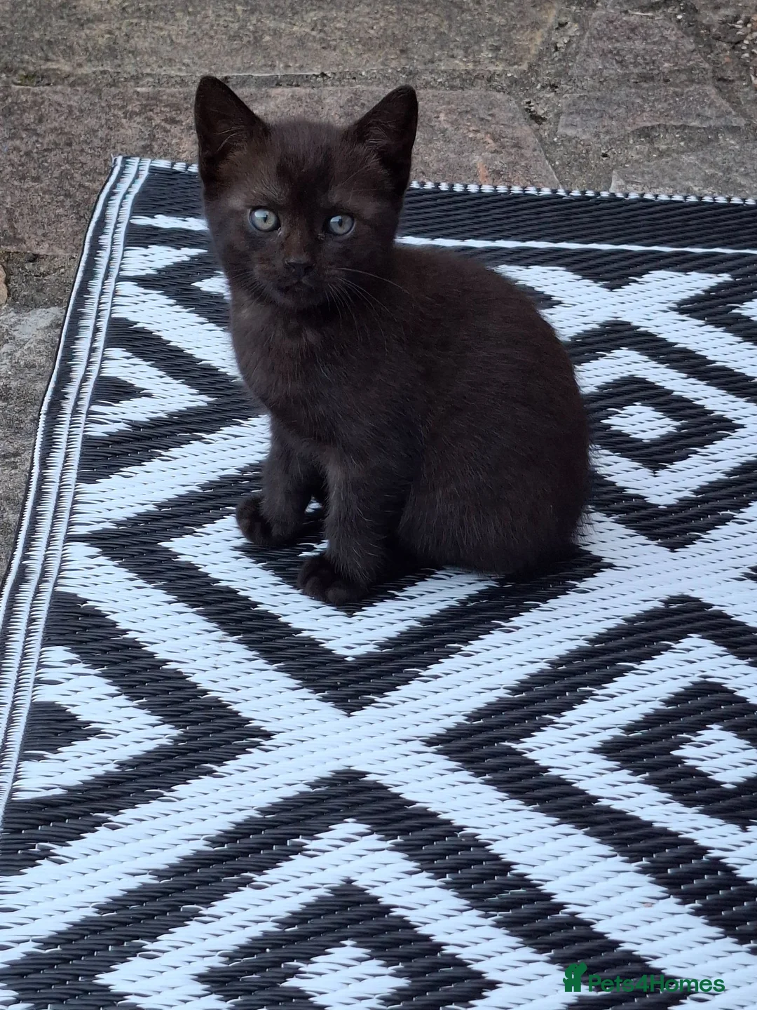 Mixed Breed cats for sale: MS BOGDANOVA  - Advert 12