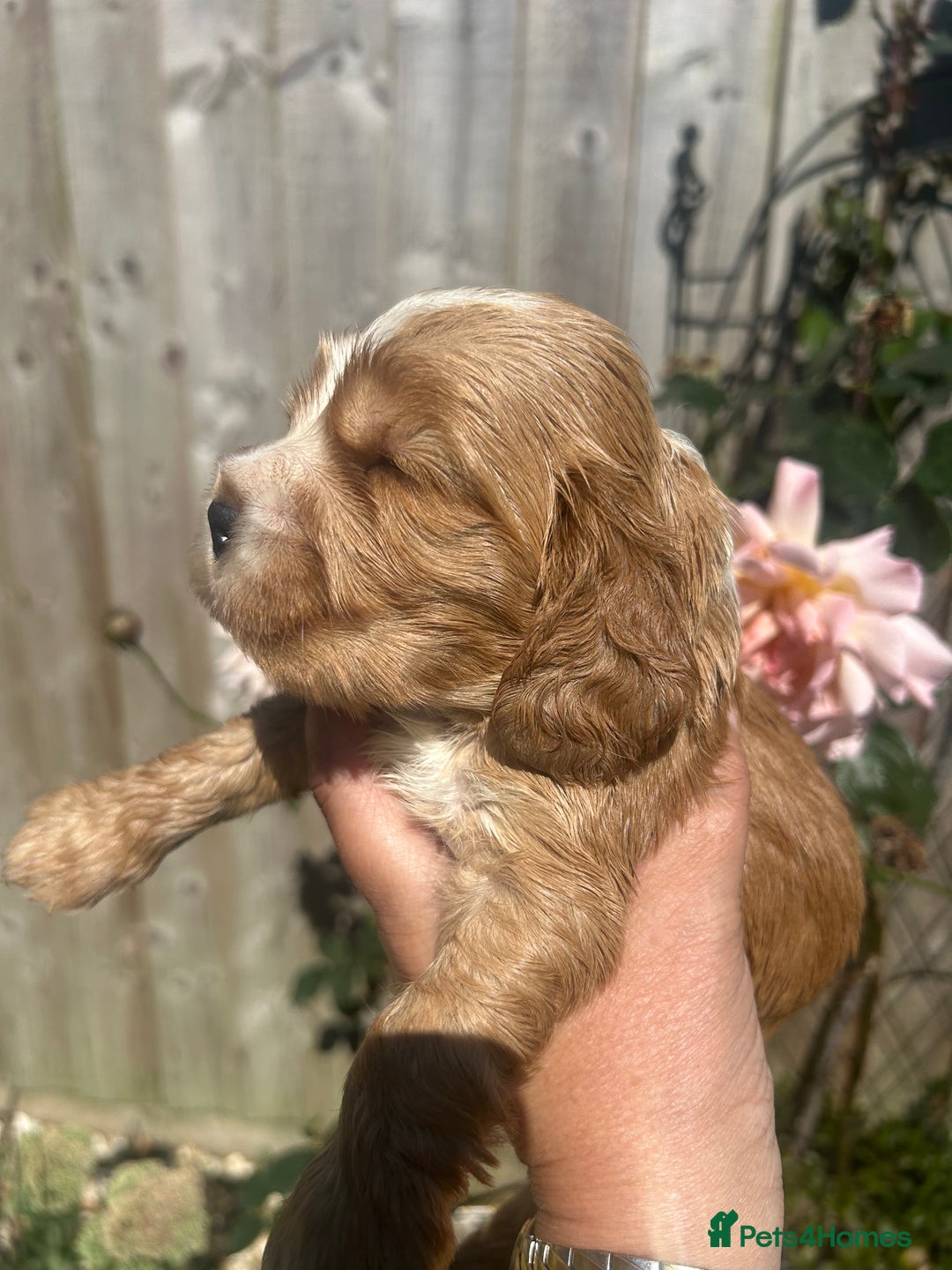 Cocker Spaniel dogs for sale: Show type cocker  spaniel “ Villaspaniol  ” kC reg - Image 4