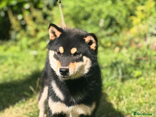 Japanese Shiba Inu dogs - Advert 1