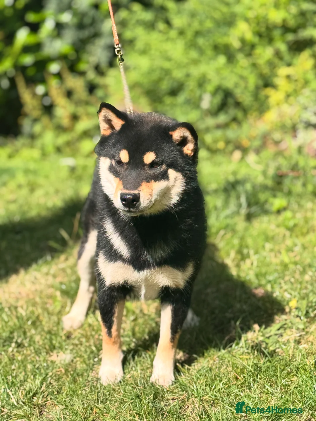 Japanese Shiba Inu dogs for stud: Health  tested Black and Tan young stud  - Advert 2