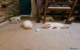 Ragdoll cats for sale: Ready now hcm clear ragdoll litter. X6 - Image 12