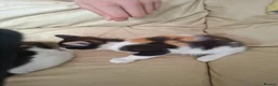 Mixed Breed cats for sale: 4 kittens  in Spalding - Advert 7