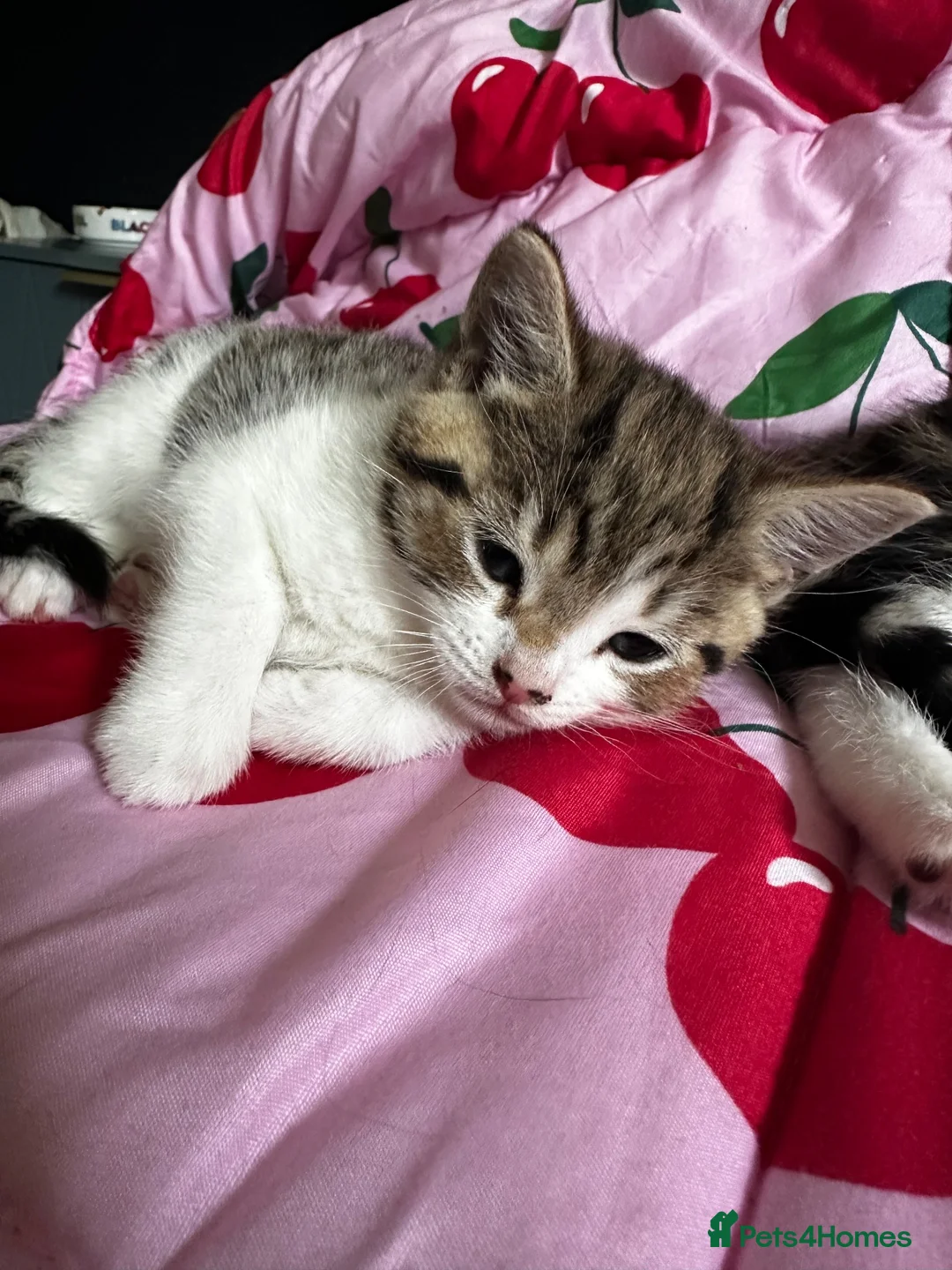 Mixed Breed cats for sale: HALF MAINE COONS  - Advert 2