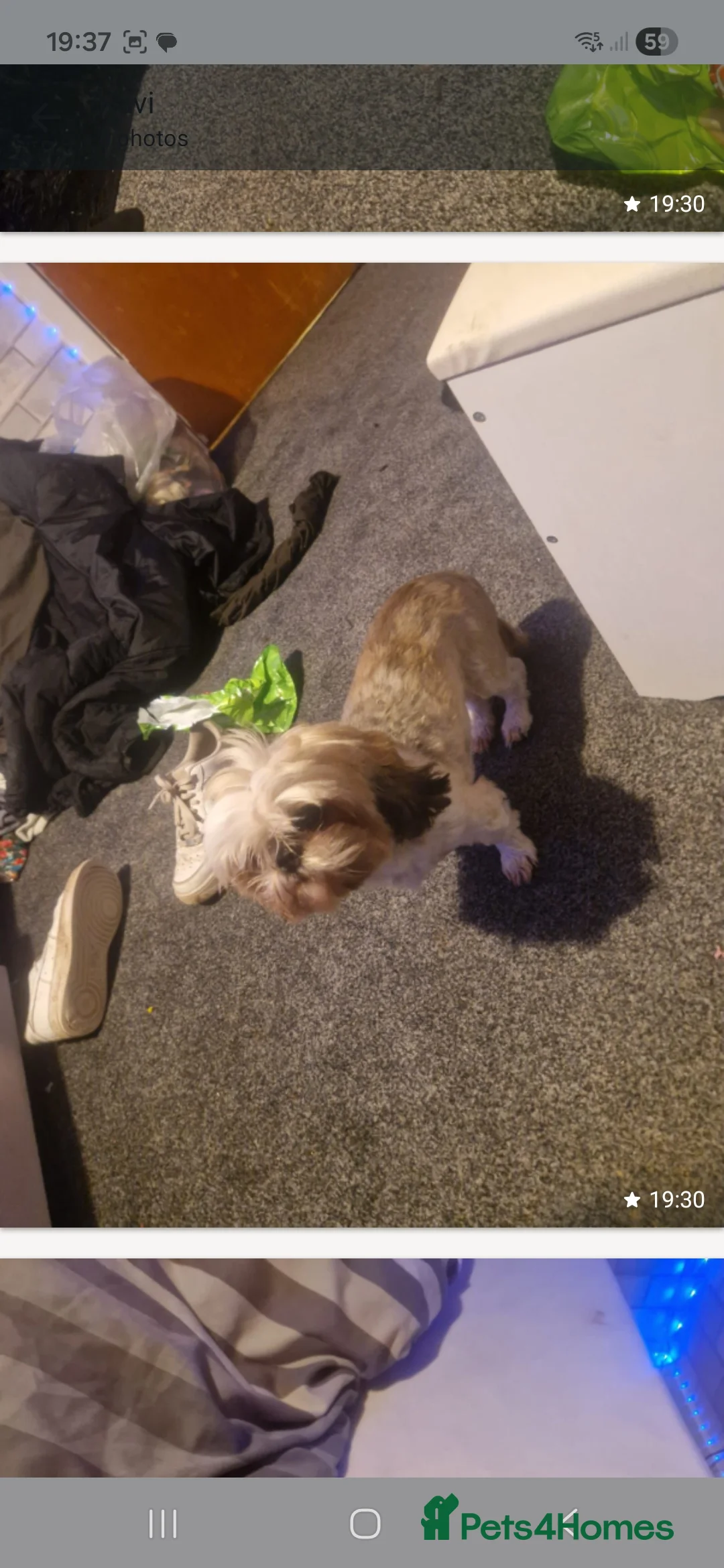 Shih Tzu dogs for sale: Poppy female - Advert 2