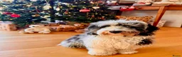 Bernedoodle dogs for sale: True Miniature sized Bernedoodles  - Advert 13