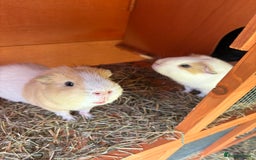 Guinea Pig rodents for sale: 2 Male Guinea Pigs & Hutch - Image 5