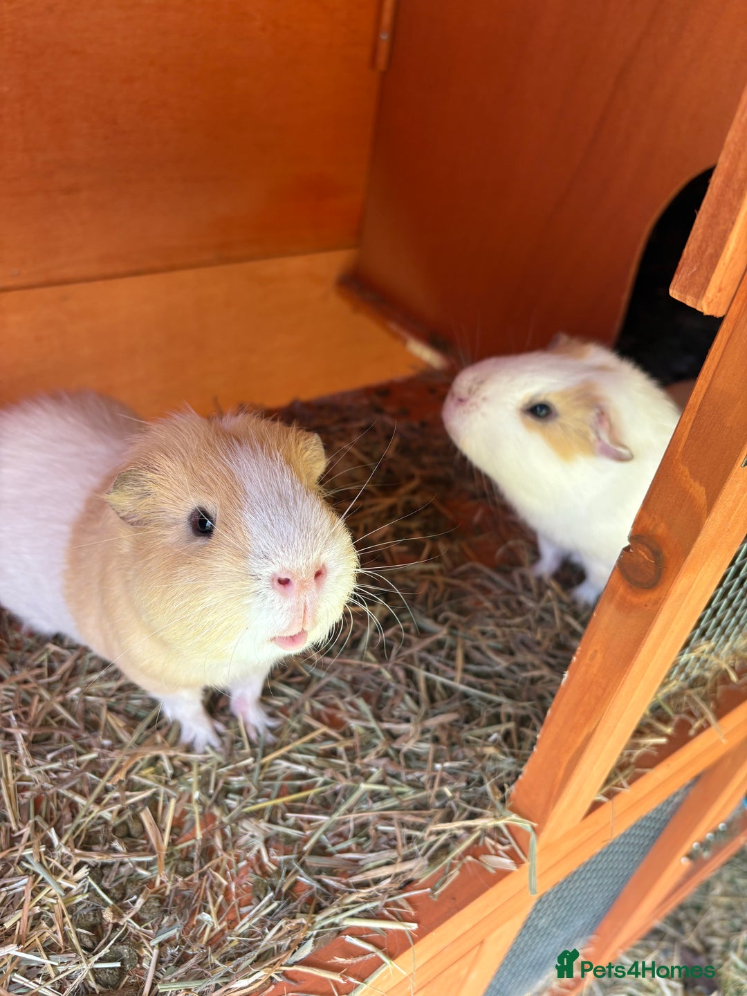 Guinea Pig rodents for sale: 2 Male Guinea Pigs & Hutch - Image 5
