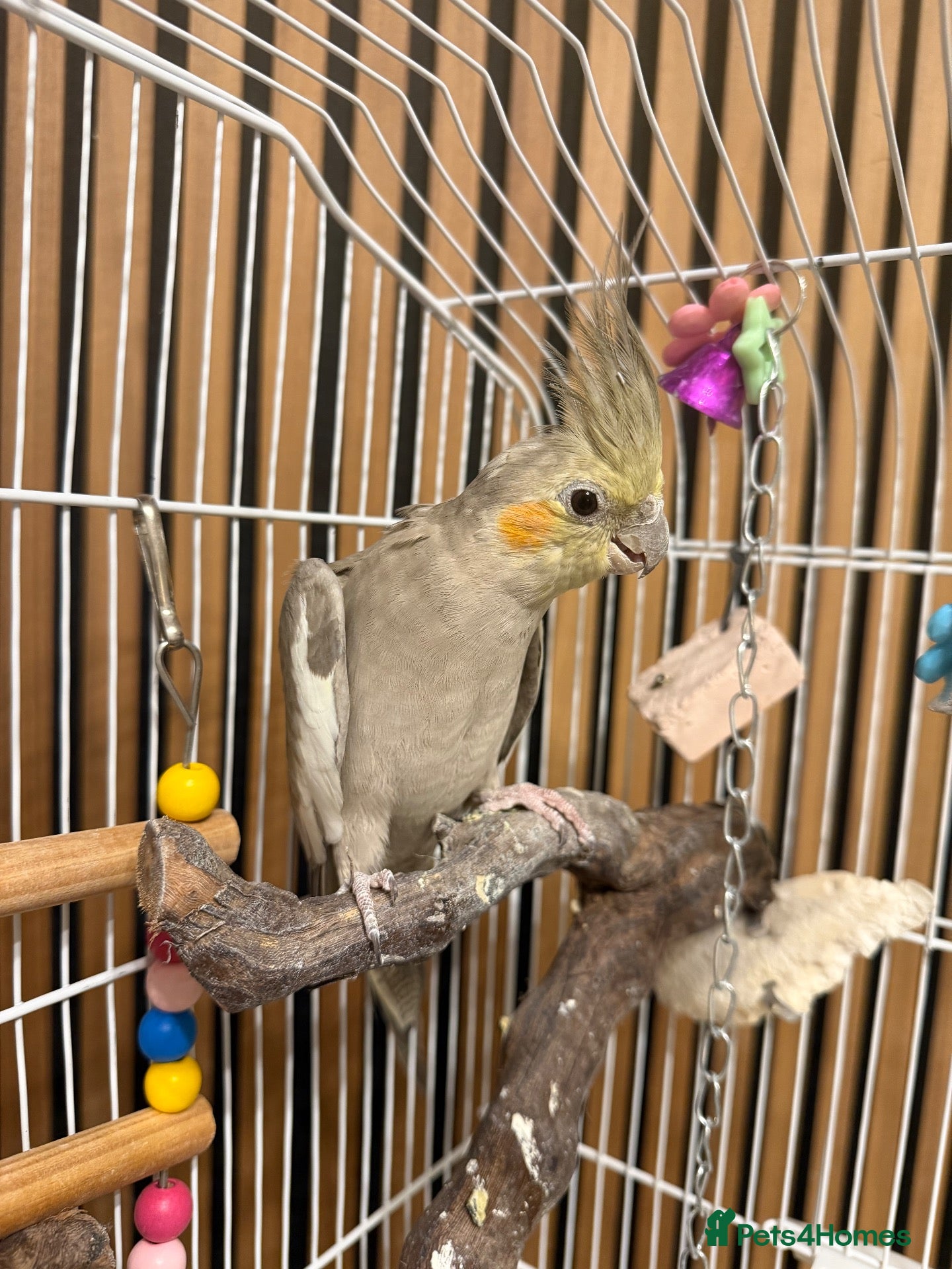 Cockatiels birds Cockatiel - Female  - Advert 1