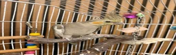 Cockatiels birds for sale: Cockatiel - Female  - Advert 1