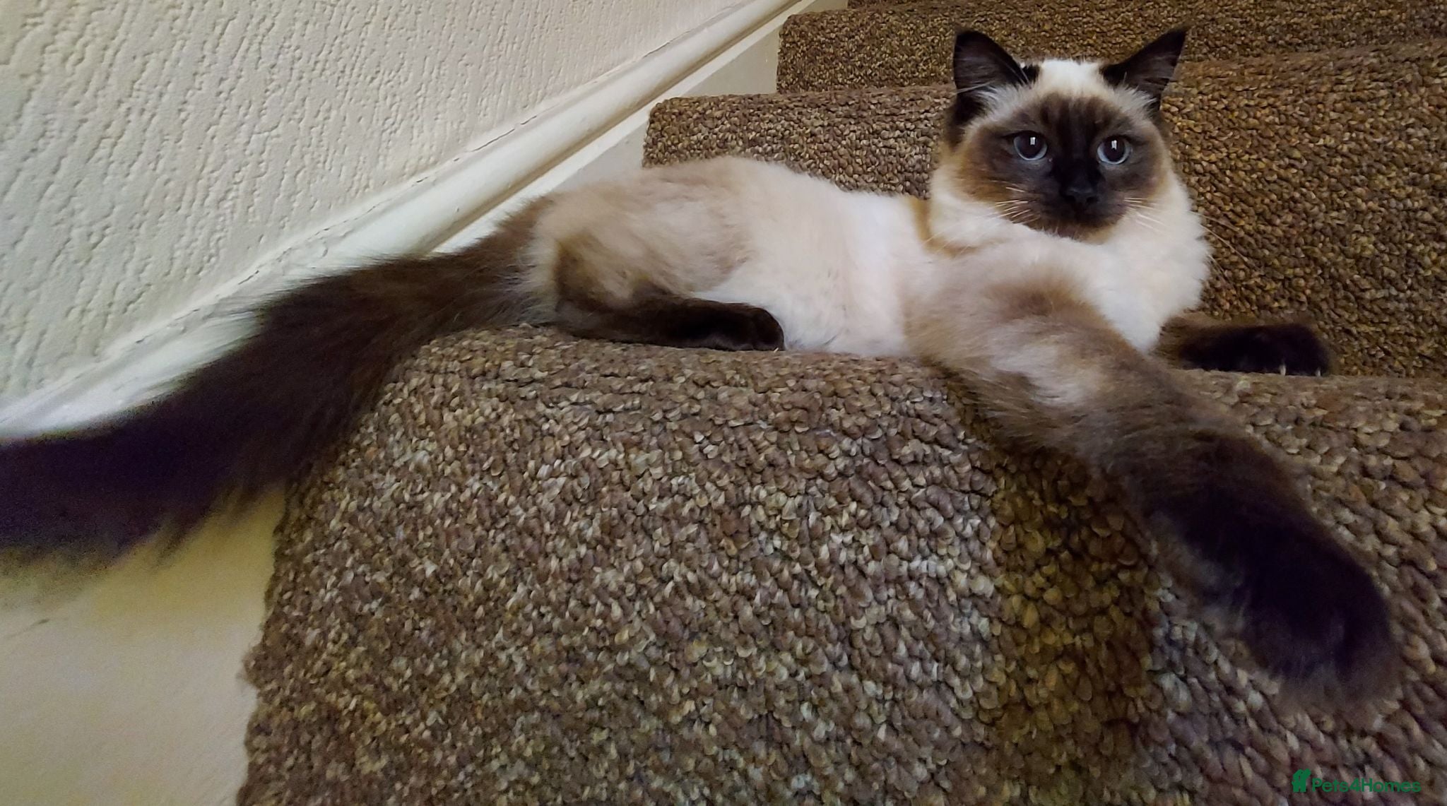 Ragdoll cats Purebred Traditional & Cherubim (Mink) Ragdolls - Advert 2