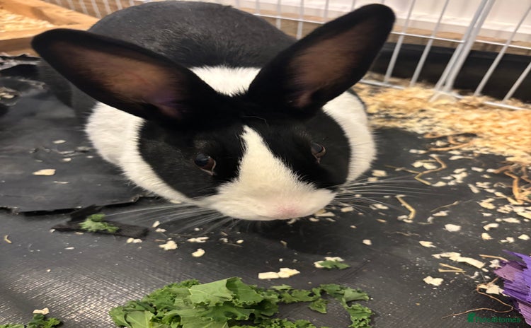 Dutch rabbits Clover - Dutch Female Rabbit - Advert 1