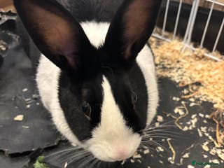 Dutch rabbits Clover - Dutch Female Rabbit - Advert 15