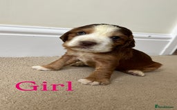 Cocker Spaniel dogs for sale: STUNNING FUR BABYS NEED A HOME🐶🩷🩵 - Image 7