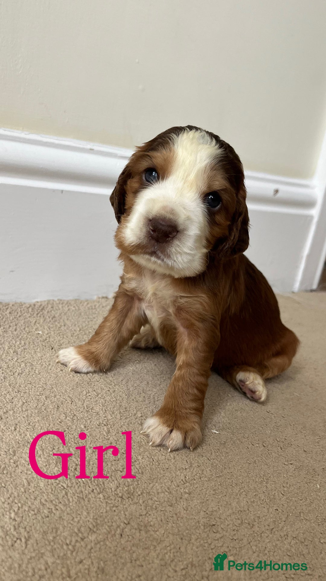 Cocker Spaniel dogs for sale: STUNNING FUR BABYS NEED A HOME🐶🩷🩵 - Image 7
