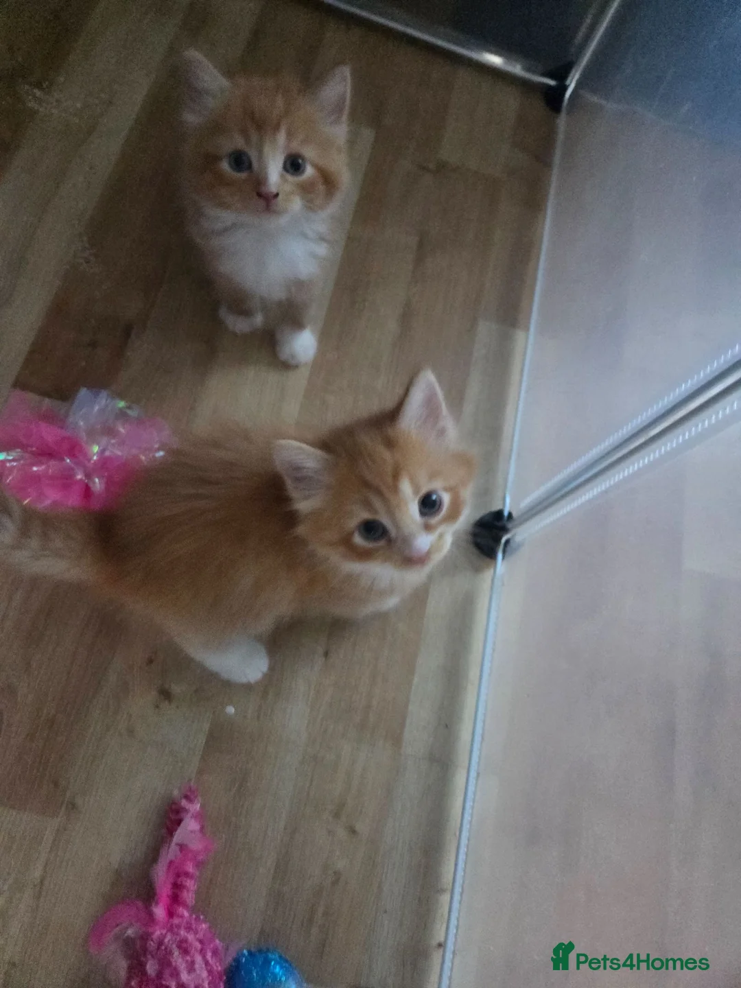 Mixed Breed cats for sale: Stunning ragdoll mix kittens  - Advert 2