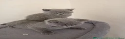 British Shorthair cats for sale: 2 lovely friendly British short hair kittens - Advert 2