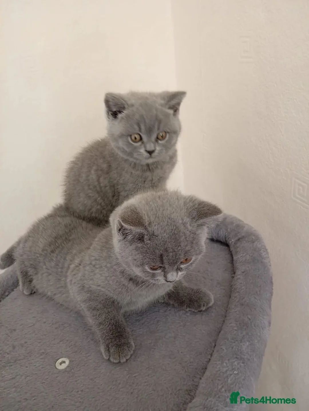 British Shorthair cats for sale: 2 lovely friendly British short hair kittens - Advert 2