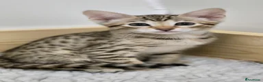 Savannah Kitten 5