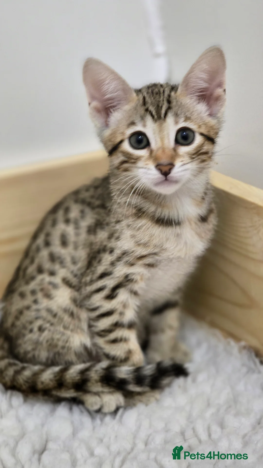 Savannah cats for sale: F8 SBT savannah kittens- TICA registered Ready Now - Advert 18
