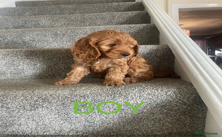 Cockapoo dogs - Advert 13