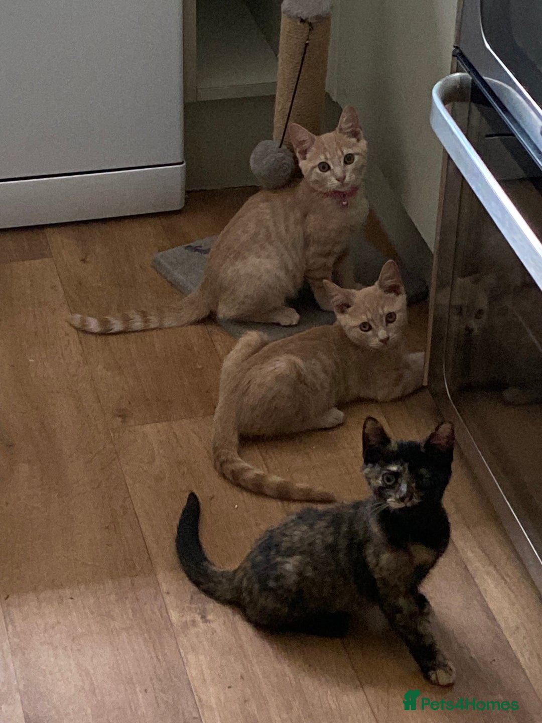 British Shorthair cats for sale: 4 gorgeous kittens - Image 1